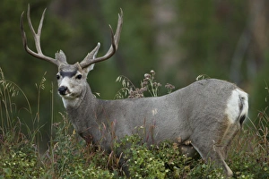 Images Dated 20th January 2012: North America, USA, Wyoming, Yellowstone National Park, Rocky Mountains, Mule Deer