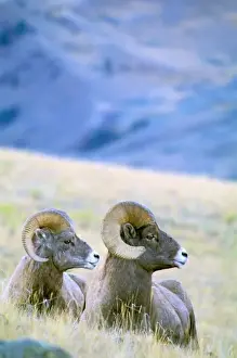 Images Dated 9th May 2011: North America, USA, Wyoming, Yellowstone National Park. Big Horn Sheep (Ovis Canadensis)