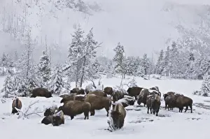 Images Dated 4th March 2009: North America, USA, Wyoming, Yellowstone National Park. Bison herd