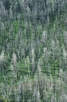 North America, USA, Wyoming, Yellowstone National Park. Trees in the spring after