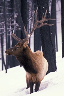 Images Dated 28th January 2005: North America, USA, Wyoming, Yellowstone NP, Elk or Wapiti (Cervus elaphus)