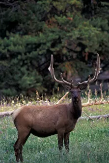 Images Dated 28th January 2005: North America, USA, Wyoming, Yellowstone NP, Elk or Wapiti (Cervus elaphus)