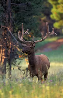 Images Dated 11th February 2005: North America, USA, Wyoming, Yellowstone NP elk or Wapiti (Cervus elaphus)