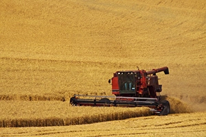 Images Dated 5th August 2009: North America; Washington; Palouse Country; Combine Harvesting Wheat