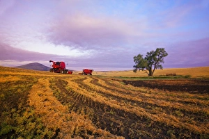 Images Dated 8th August 2009: North America; Washington; Palouse Country; Combine Swathing Peas