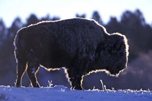 North America, Wyoming, Yellowstone National Park. Bison (Bison bison)