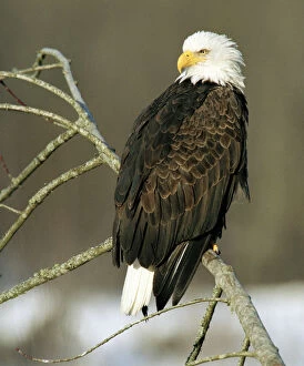 North American Bald Eagle (Haliaeetus leucocephalus), sitting on an alder branch