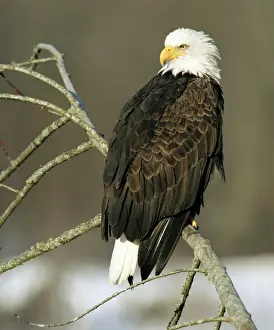 Lee Mann Prints: North American Bald Eagle (Haliaeetus leucocephalus), sitting on an alder branch