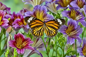 Painted Tongue Prints: North American butterfly the monarch on purple painted tongue flowers