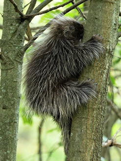 Images Dated 27th June 2024: North American porcupine, central Pennsylvania, USA