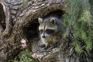 Prints of North American raccoon, in hollow log, Procyon lotor, Montana Images Dated 2019 July: North American raccoon, in hollow log, Procyon lotor, Montana