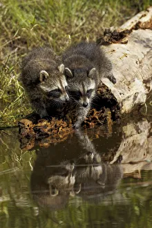 North American raccoon, and reflection on pond, Procyon lotor, Montana