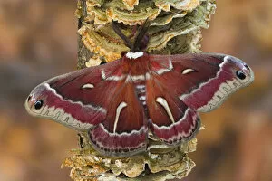 Images Dated 15th March 2006: North American Silk Moth Hyalophora euryalus photographed Sammamish, Washington