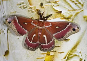 Images Dated 11th November 2006: North American Silk Moth Hyalophora euryalus photographed Sammamish, Washington