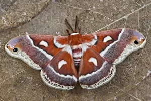 North American Silk Moth Hyalophora gloveri from the Arizona area photographed Sammamish