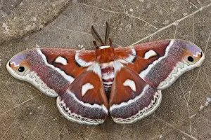 Hyalophora Prints: North American Silk Moth Hyalophora gloveri from the Arizona area photographed Sammamish