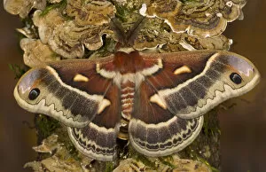 Images Dated 18th December 2005: North American Silk Moth Hyalopora columbia photographed Sammamish, Washington