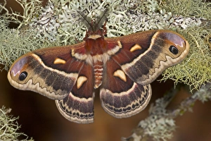 Images Dated 18th December 2005: North American Silk Moth Hyalopora columbia photographed Sammamish, Washington