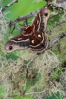 Images Dated 11th March 2006: North American Silk Moth Hyalopora columbia photographed Sammamish, Washington