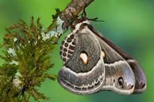 Images Dated 23rd December 2005: North American Silk Moth Hyalopora columbia photographed Sammamish, Washington