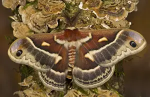 Silk Prints: North American Silk Moth Hyalopora columbia photographed Sammamish, Washington