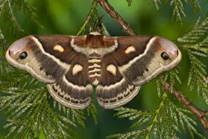 North American Silk Moth Hyalopora columbia photographed Sammamish, Washington