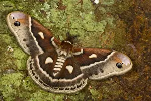 Images Dated 13th March 2006: North American Silk Moth Hyalopora columbia photographed Sammamish, Washington