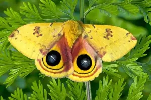 North American Silk Moth the Io Moth photographed Sammamish, Washington