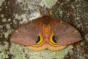 Silk Prints: North American Silk Moth the Io Moth photographed Sammamish, Washington