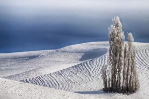 Images Dated 3rd January 2011: North Americas; USA; Washington; Tree group in Wheat Field with Patterns and Snow