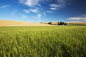 Images Dated 5th August 2012: North America;USA Washington;Red Barn in Fields of Spring & Winter Wheat