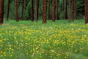 Images Dated 21st February 2006: North America;USA;Oregon;La Grande Spring Flowers & Ponderosa Pines