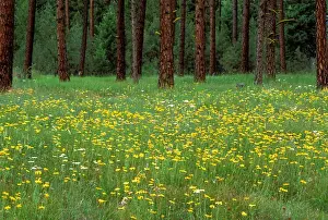 Alim Kassim Prints: North America;USA;Oregon;La Grande Spring Flowers & Ponderosa Pines