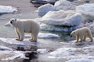North Armerica, Arctic. Polar bear and cub