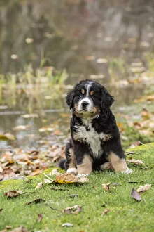 North Bend, Washington State, USA. Ten week old Bernese Mountain puppy sitting by