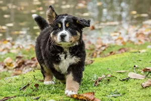 Animals Collection: North Bend, Washington State, USA. Ten week old Bernese Mountain puppy out for a