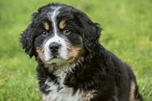 North Bend, Washington State, USA. Ten week old Bernese Mountain puppy sitting in the park