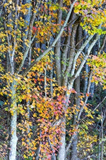 Images Dated 25th October 2014: North Carolina, Blue Ridge Parkway