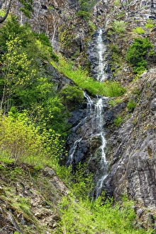 Shrub Prints: North Cascades National Park, Washington State