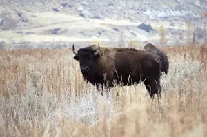 Medora Prints: North Dakota, Medora. Buffalo wandering through campsite at Cottonwood Campground