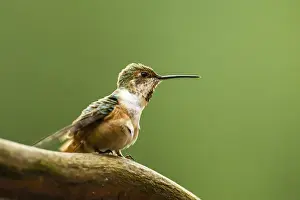 North Fork Prints: North Fork Flathead River, Calliope Hummingbird Perched