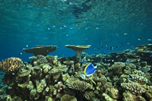 Uninhabited Prints: North Huvadhoo Atoll, Southern Maldives, Indian Ocean
