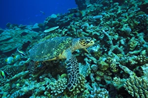 North Huvadhoo Atoll, Southern Maldives, Indian Ocean