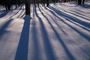 Images Dated 27th March 2006: North New Portland, ME. Snow. Shadows. Northern Hardwood Forest. Northern Forest