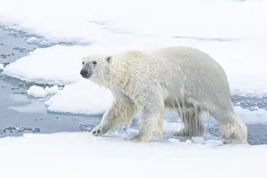 North of Svalbard, pack ice. A polar bear emerges from the water
