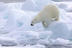 Images Dated 31st May 2019: North of Svalbard, pack ice. Portrait of a polar bear walking on the pack ice