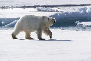 Images Dated 31st May 2019: North of Svalbard, pack ice. A portrait of an walking polar bear on the pack ice