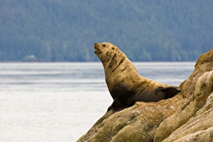 Images Dated 25th July 2006: NorthAmerica, USA, AK, Inside Passage. Stellar Sea Lion (Eumetopias jubatus) haul