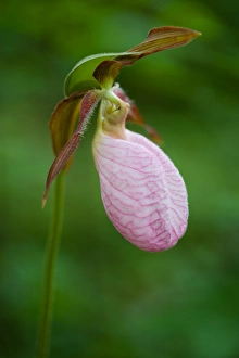 Lady Slipper Prints: Northeast Kingdom. A Pink Ladys Slipper, Cypripedium acaule, near Nurse Mountain in Granby