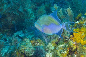 Images Dated 13th July 2010: Northern Bahamas, Caribbean